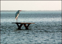 0020natr_heron-on-table