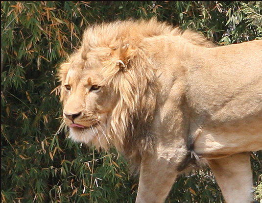 003_Lion,-Harare,-Zimbabwe
