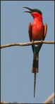 0465-IMG_4594-bee-catcher