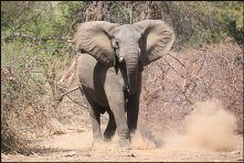 a001_elephant, Gonerezhou National Park, Zimbabwe