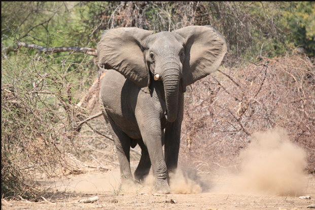a001_elephant, Gonerezhou National Park, Zimbabwe