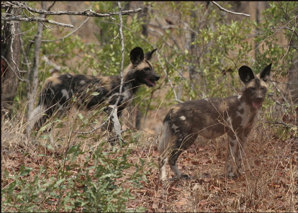 a003_African-wild-dogs,-Save-Valley,-Zimbabwe