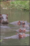 a006_hippos,-Turgwe,-Zimbabwe