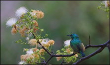 a012_bee-eater,-Inhambane,-Mozambique