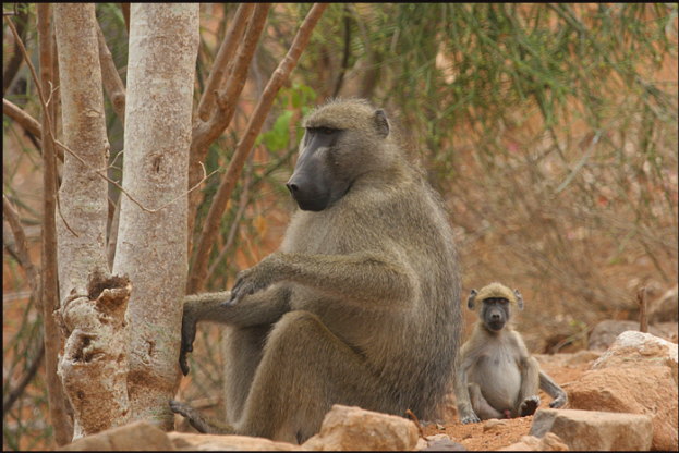 a013_baboons,-Turgwe,-Zimbabwe