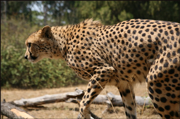 a016_cheetah,-Harare,-Zimbabwe