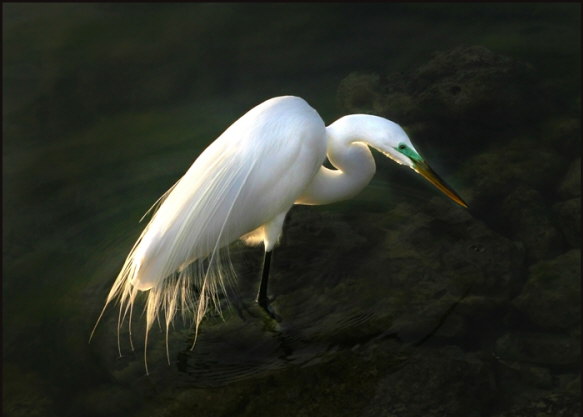 b003_snowy-egret,-Florida-Keys