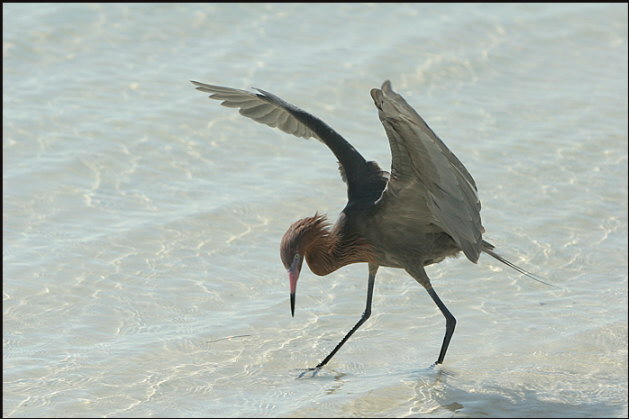 b004_ruddy-heron,-Florida-Keys