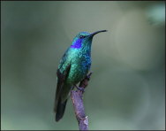 b011_bee-eater,-Mozambique