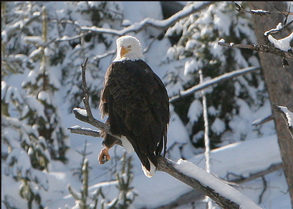 b012_bald-eagle,-Yellowstone