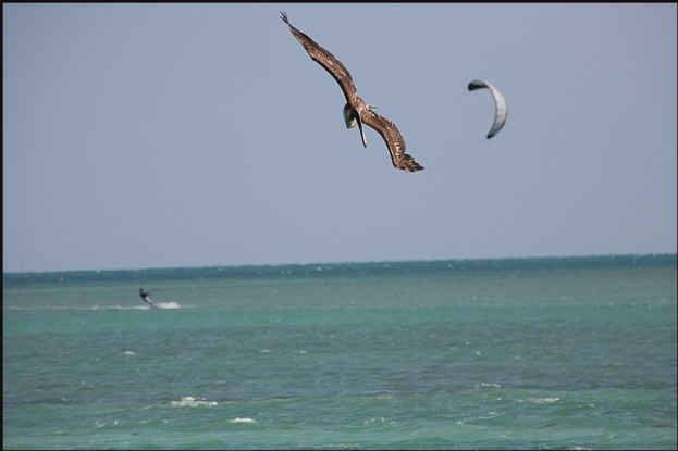 b014_osprey-and-kite-surfer