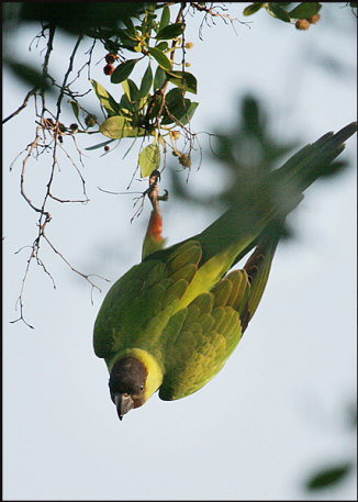 b016_wild-parakeet,-Islamorada