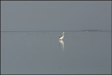 b020_egret-on-flat,-Florida-Keys