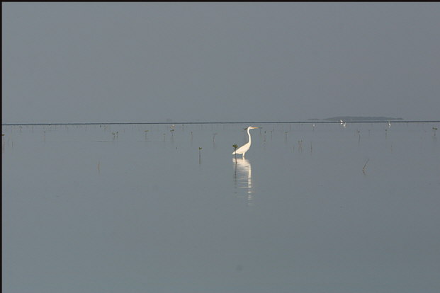 b020_egret-on-flat,-Florida-Keys