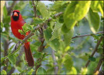 b021_cardinal,-Islamorada