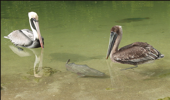 b022_pelicans-and-snook,-Florida-Keys