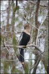 b024_anhinga