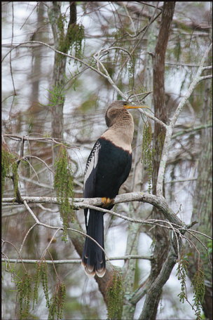 b024_anhinga