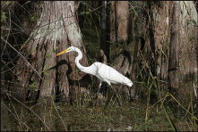 b025_egret,-Big-Cypress-Preserve