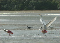 b026_roseate-spoonbills-and-egret,-Flamingo