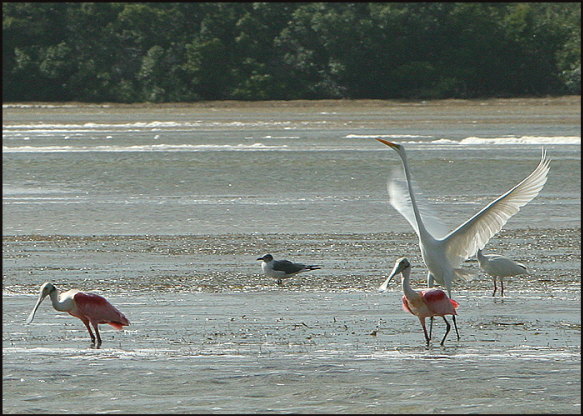 b026_roseate-spoonbills-and-egret,-Flamingo