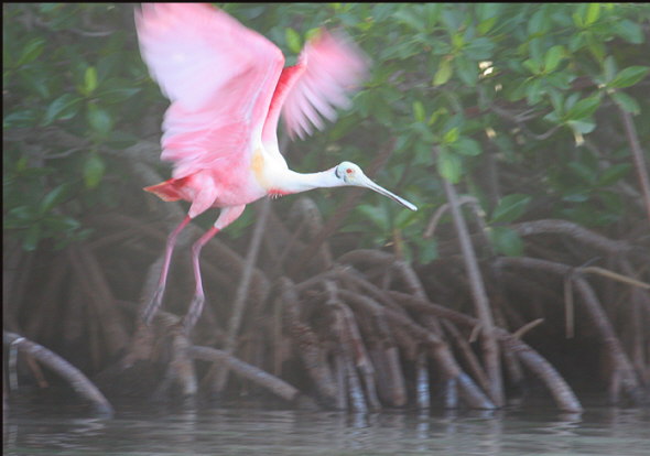 b027_roseate-spoonbill,-Florida-Keys