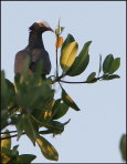 b028_white-crowned-pigeon