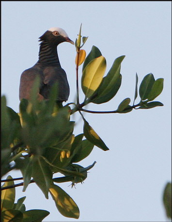 b028_white-crowned-pigeon