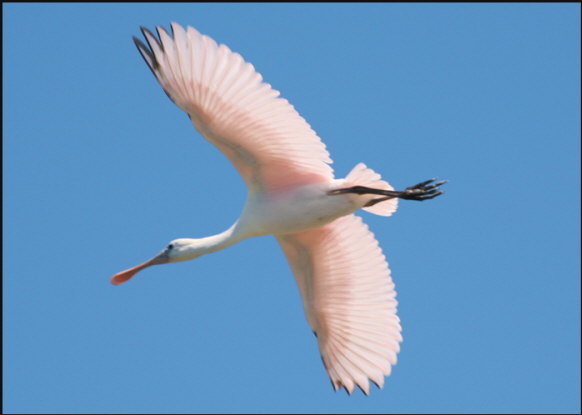 b029_roseate-spoonbill