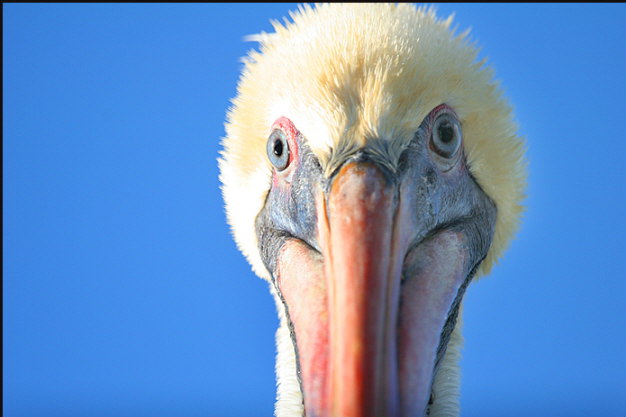 b031_pelican-eyes