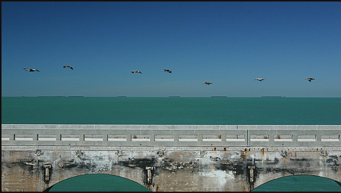 b032_pelicans-over-Old-Seven-Mile-Bridge