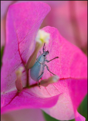 i003_beetle-in-bougainvillea