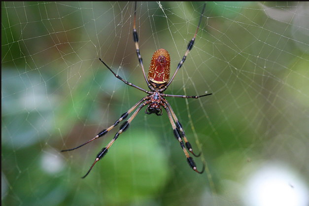 i006_spider,-Dagny-Johnson-State-Park