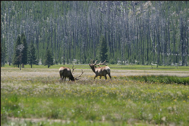 m005_elk,-Idaho