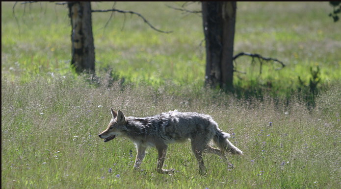 m006_gray-wold,-Idaho