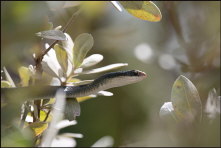 r002_black-snake,-Florida-Keys