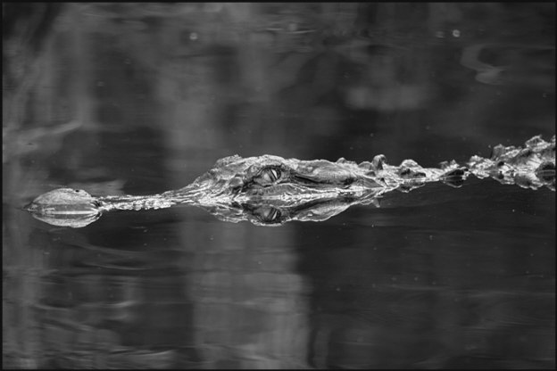 r003_alligator,-Fakahatchee-Swamp