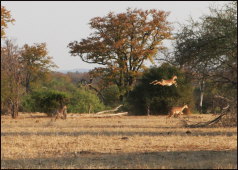 t030_Gonarezhou, Zimbabwe