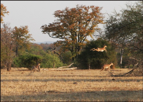 t030_Gonarezhou, Zimbabwe