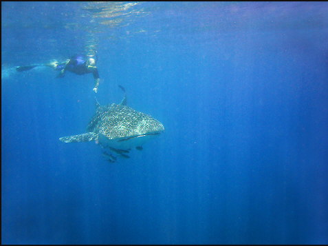 t034_Indian Ocean, Mozambique