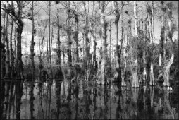 t037_Big Cypress Swamp, Everglades
