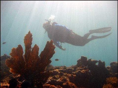 t039_Gorgonian, Coral Reef, Florida Keys
