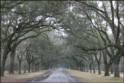 t055_Savannah, Georgia