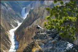t089_Yellowstone-National-Park