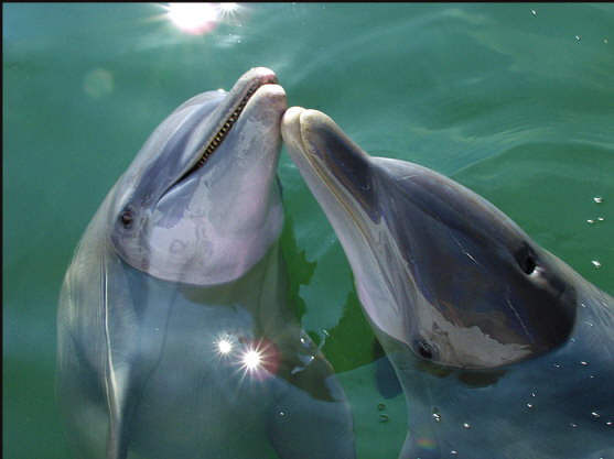 u002_dolphins