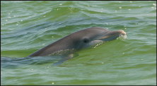 u012_wild-dolphin,-Florida-Keys