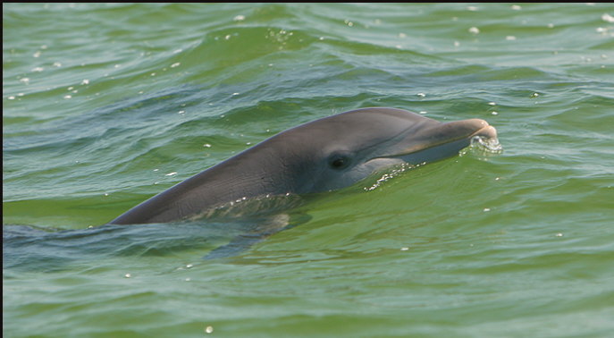 u012_wild-dolphin,-Florida-Keys