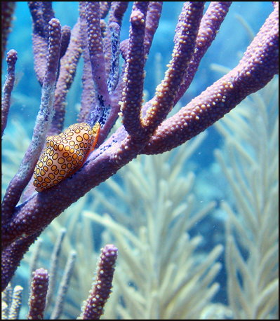 u015_flamingo tongue on gorgonian