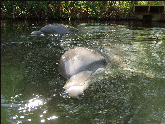 u024_dolphin,-Florida-Keys