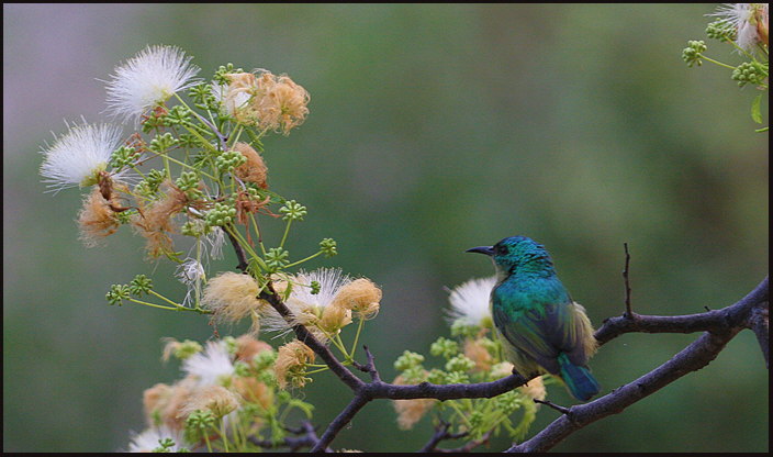 a012_bee-eater,-Inhambane,-Mozambique